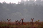 Nieuwsgierige hindes (Cervus elaphus), Veluwe
